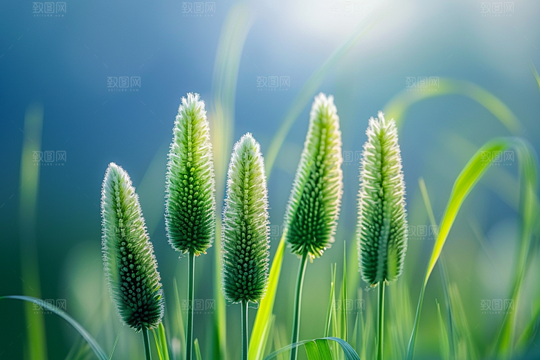 狗尾巴草绿草蓝天白玉摄影图