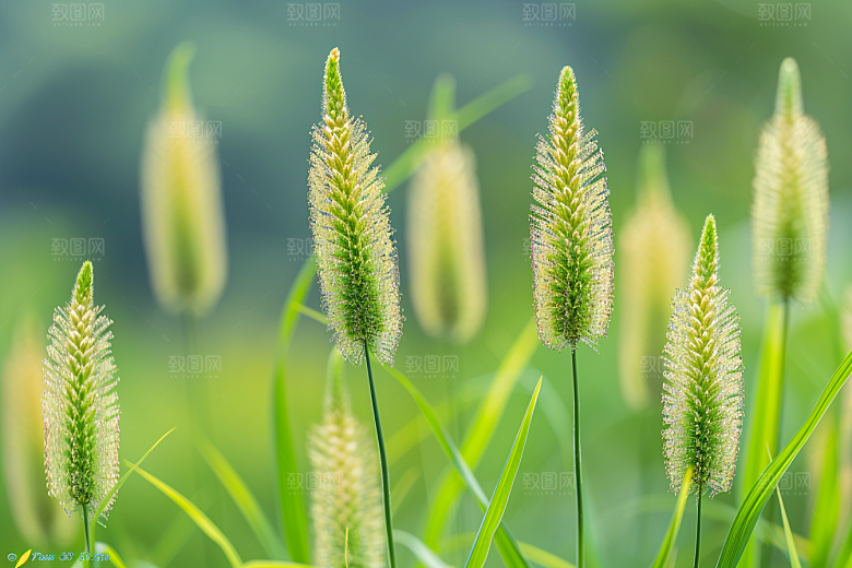 狗尾巴草草场蓝天白玉摄影图