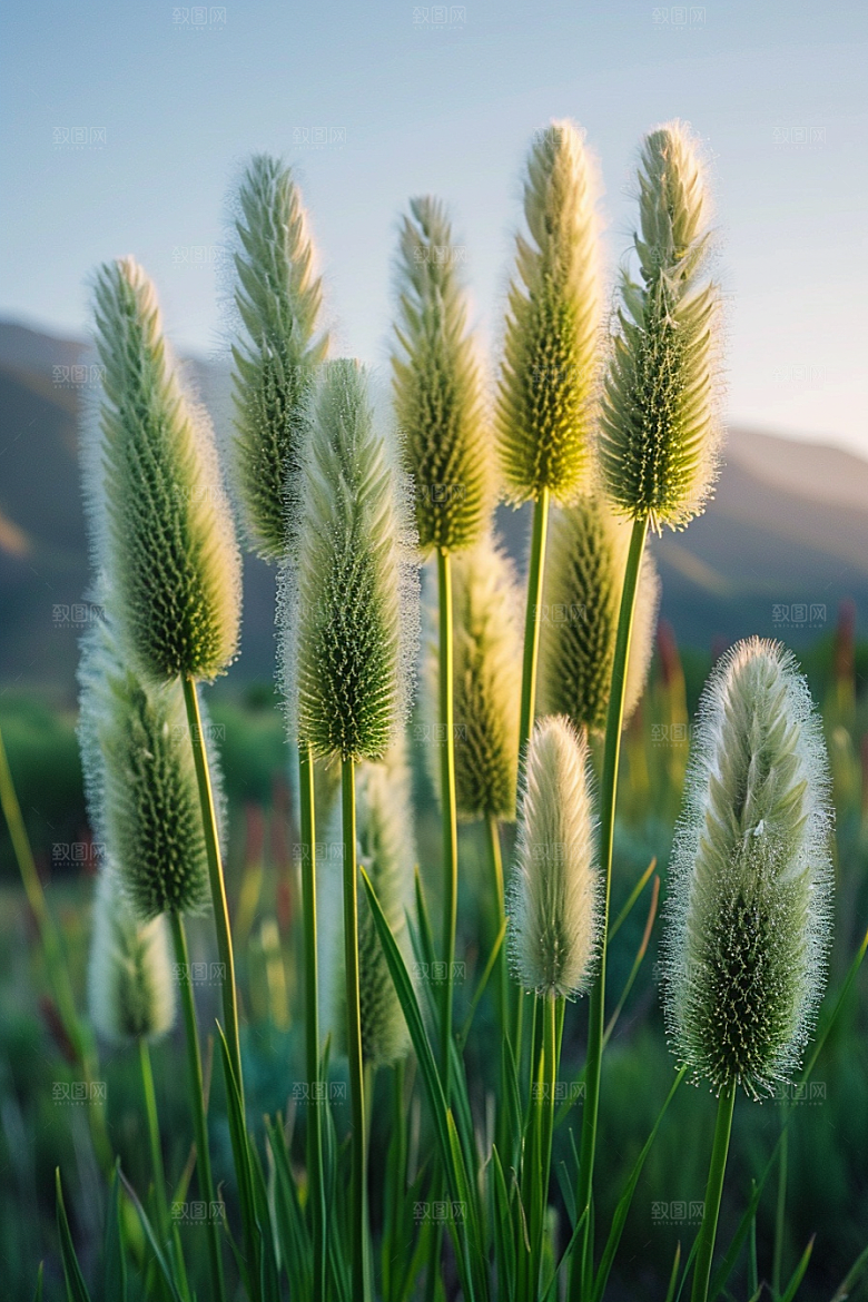狗尾巴草夏天蓝天白玉摄影图