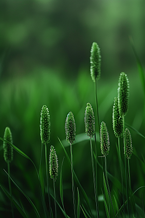 狗尾巴草绿草广阔摄影图