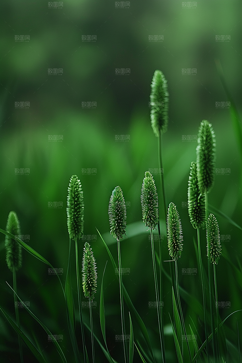 狗尾巴草绿草广阔摄影图