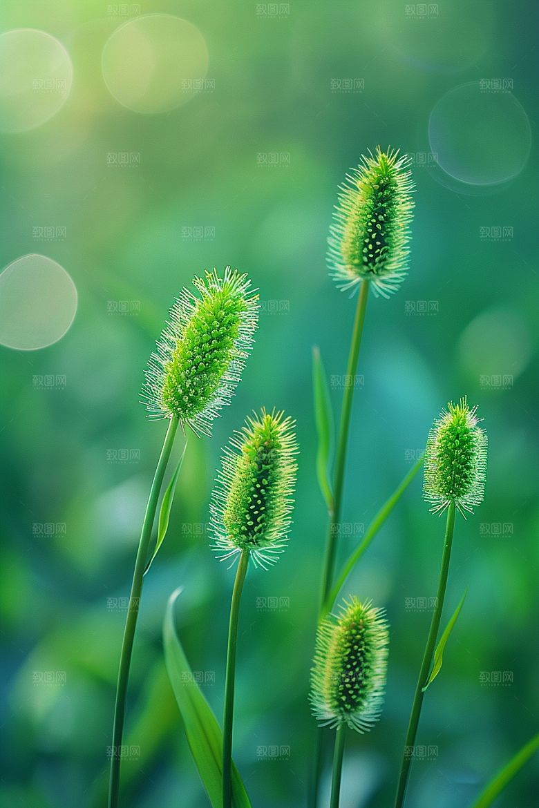狗尾巴草青草自然摄影图