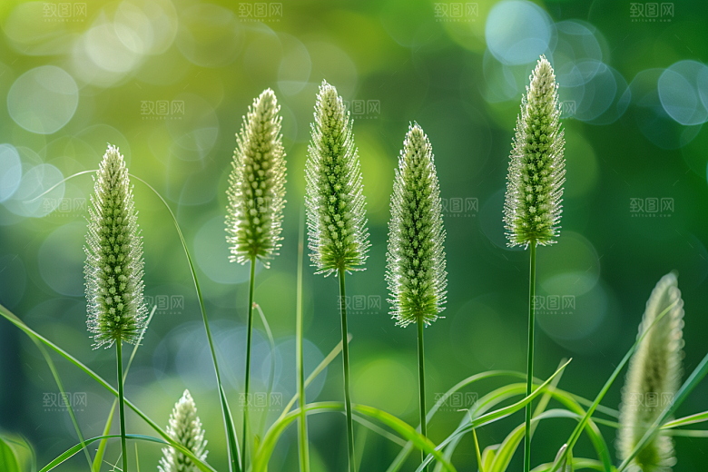 狗尾巴草草地绿色摄影图