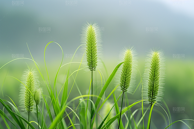 狗尾巴草草地草原摄影图