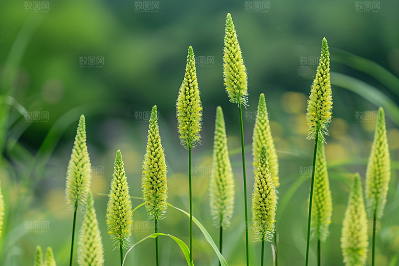 狗尾巴草夏季自然摄影图