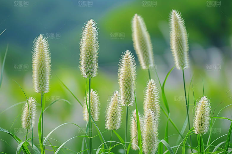 狗尾巴草绿色田野摄影图