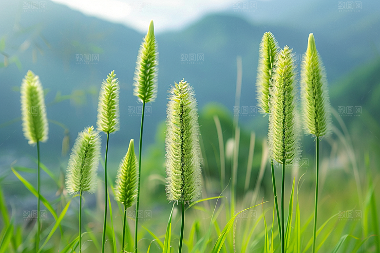 狗尾巴草绿草夏季摄影图