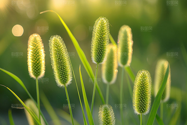 狗尾巴草自然高清摄影图