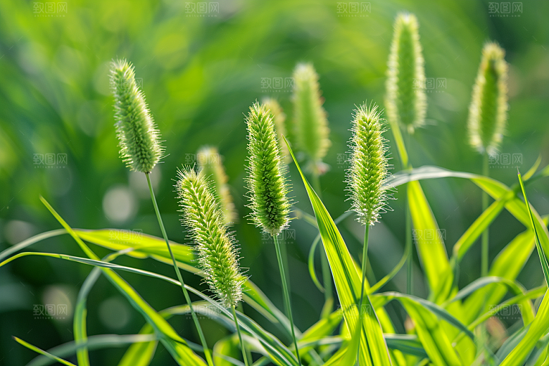 狗尾巴草清新绿草摄影图