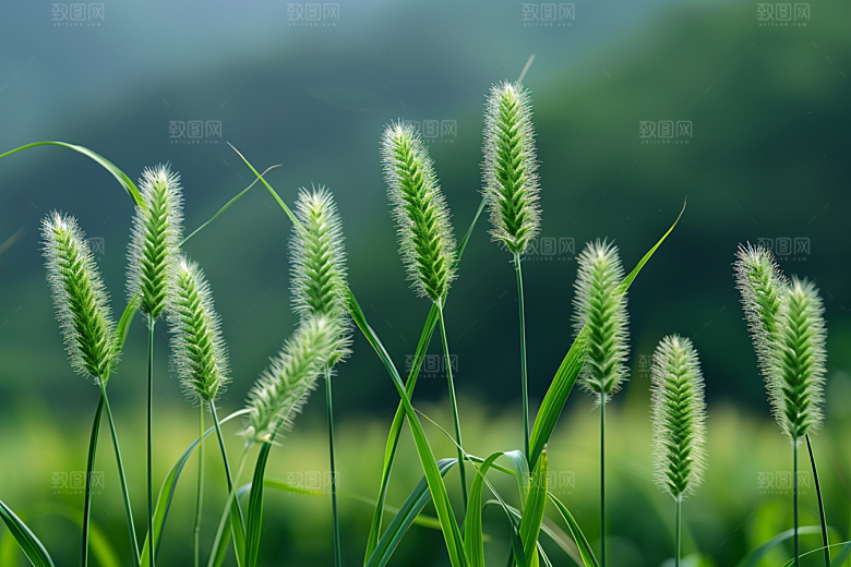 狗尾巴草自然广阔摄影图