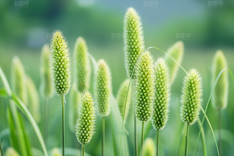 狗尾巴草夏天蓝天白玉摄影图
