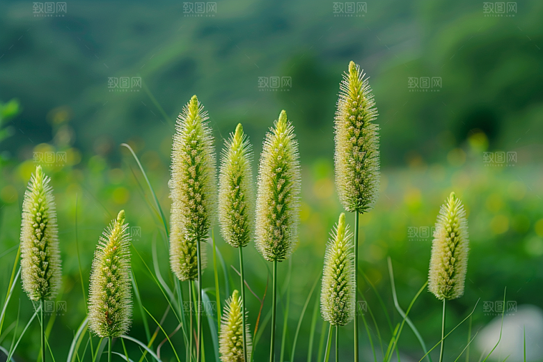狗尾巴草高清清新摄影图