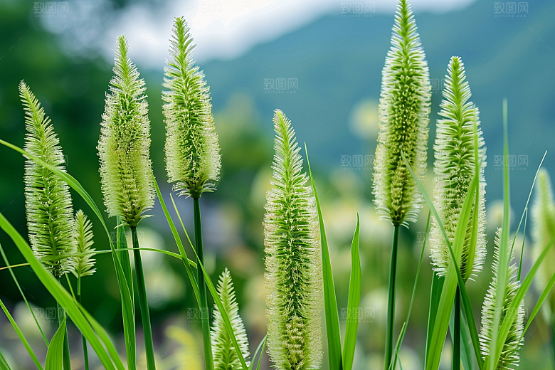 狗尾巴草广阔清新摄影图