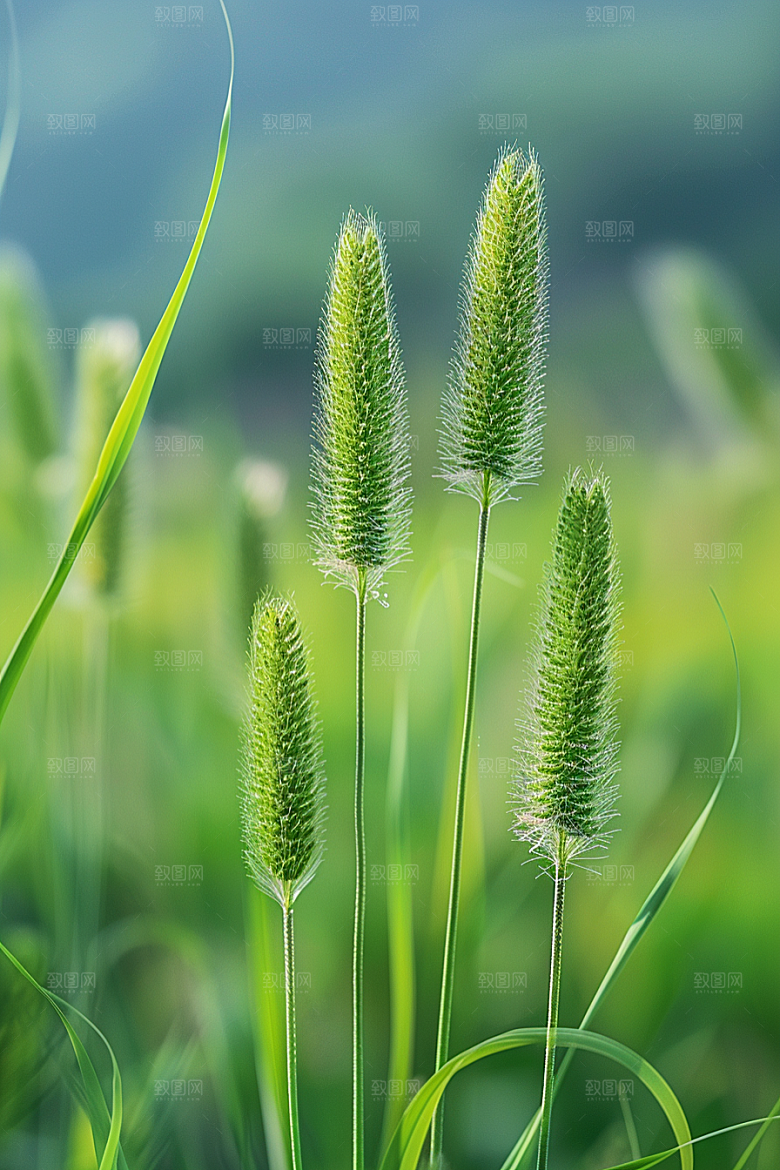 狗尾巴草草原草地摄影图