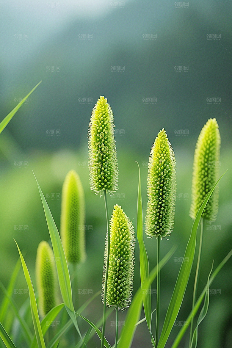 狗尾巴草夏天广阔摄影图