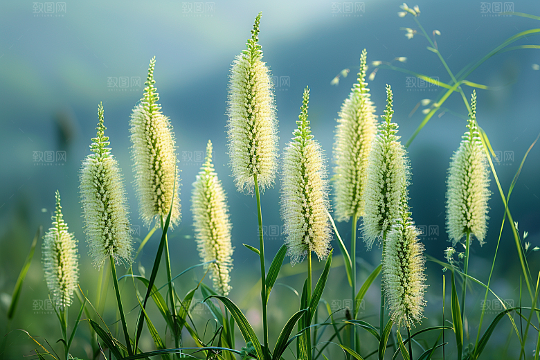 狗尾巴草绿色绿草摄影图