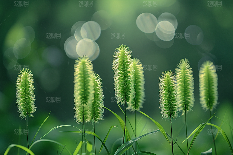 狗尾巴草夏天田野摄影图