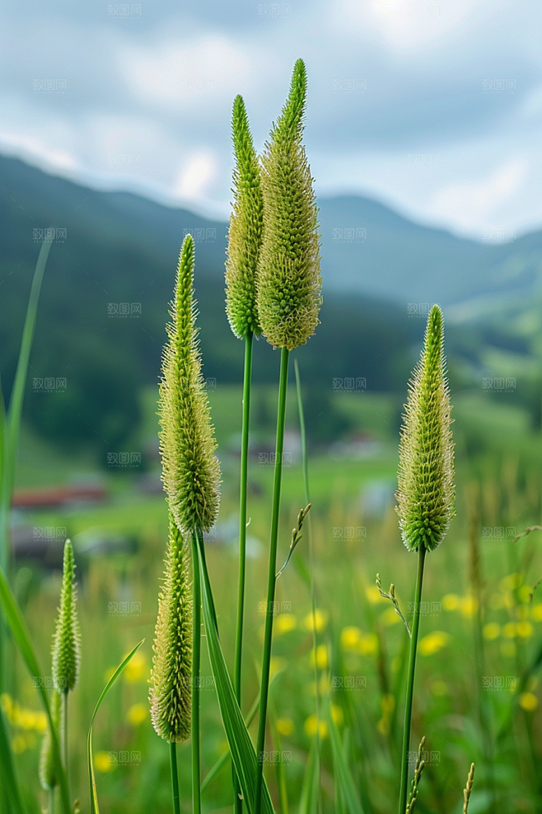 狗尾巴草草场自然摄影图