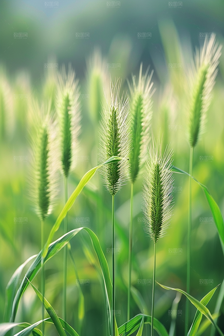 狗尾巴草夏季青草摄影图