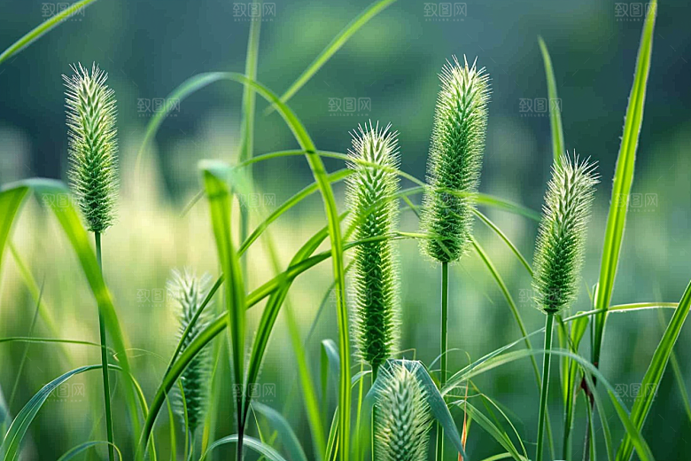 狗尾巴草草地蓝天白玉摄影图