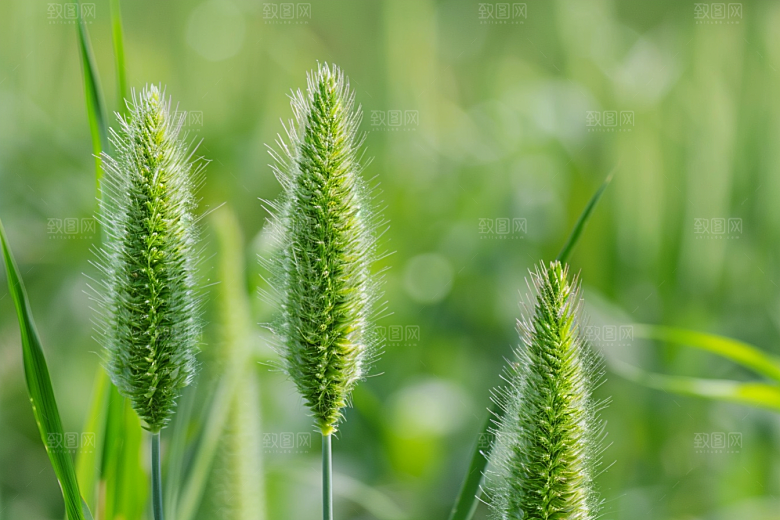 狗尾巴草广阔青草摄影图