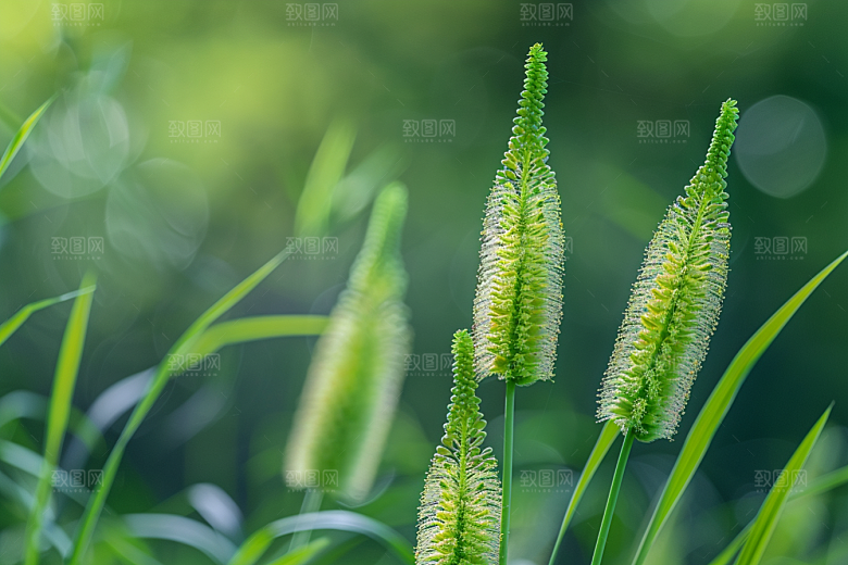狗尾巴草清新田野摄影图