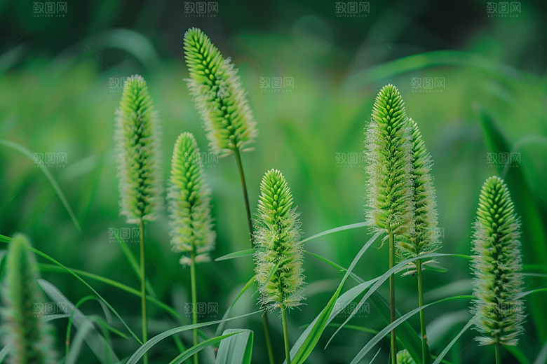 狗尾巴草绿色夏天摄影图