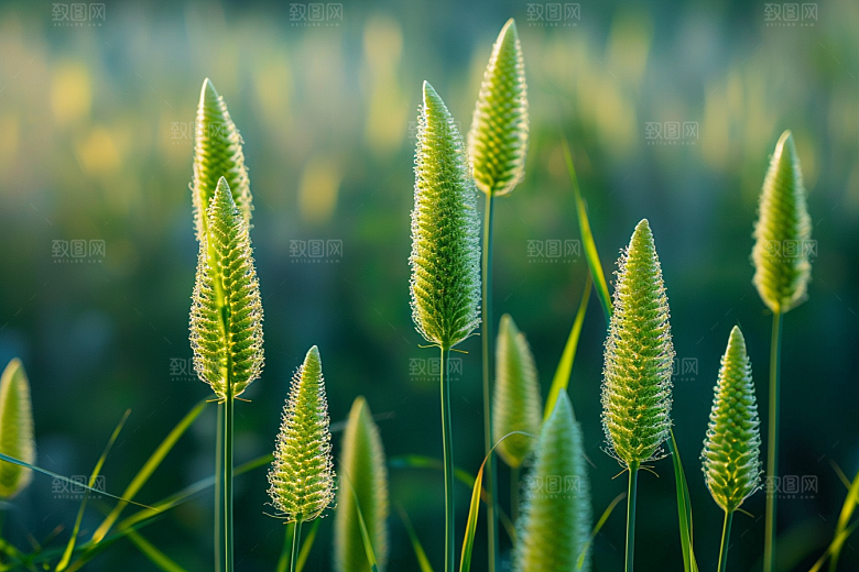 狗尾巴草草场夏季摄影图