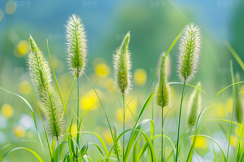 狗尾巴草蓝天白玉夏天摄影图