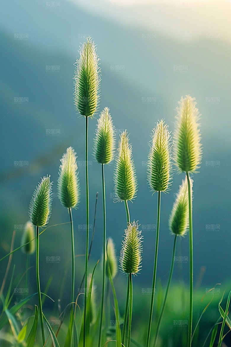 狗尾巴草绿色草场摄影图