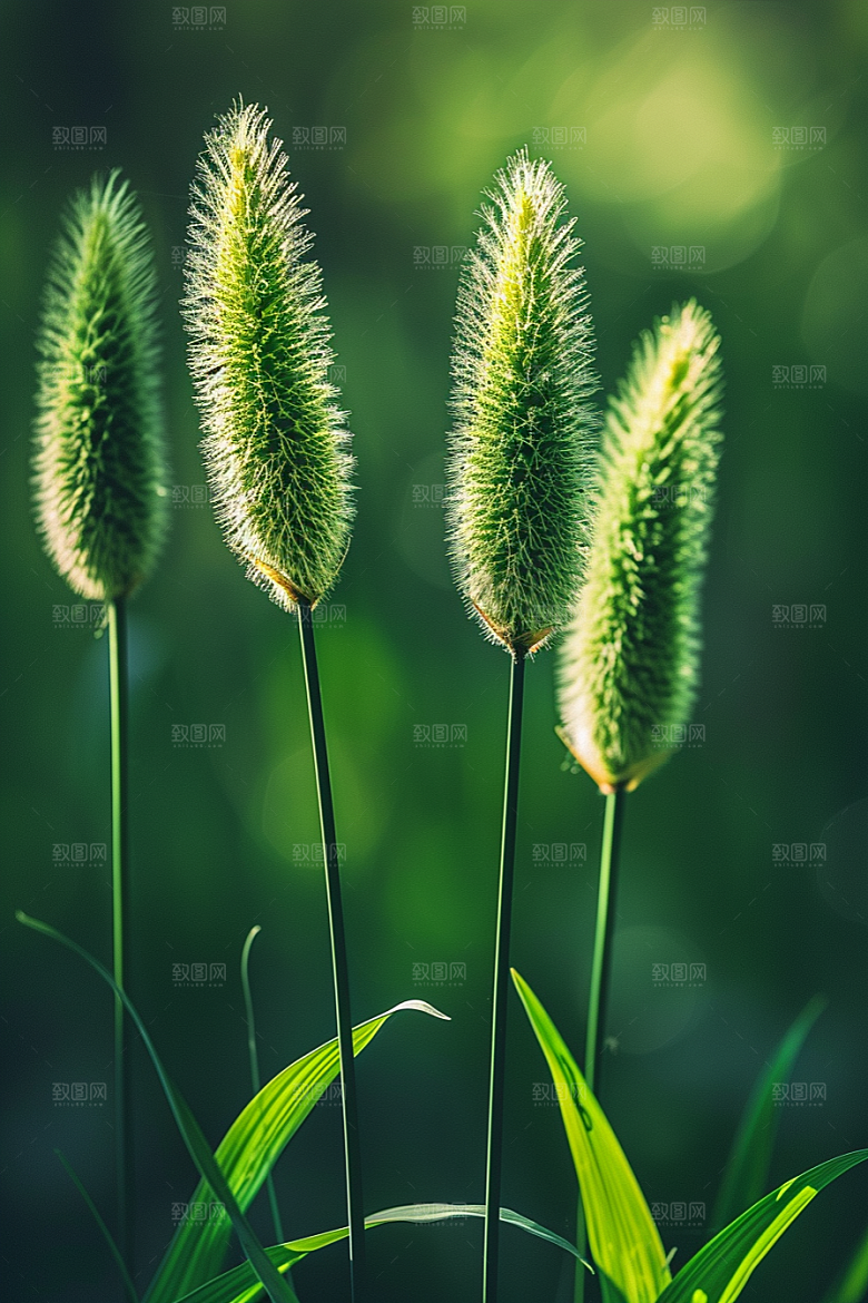 狗尾巴草高清草原摄影图