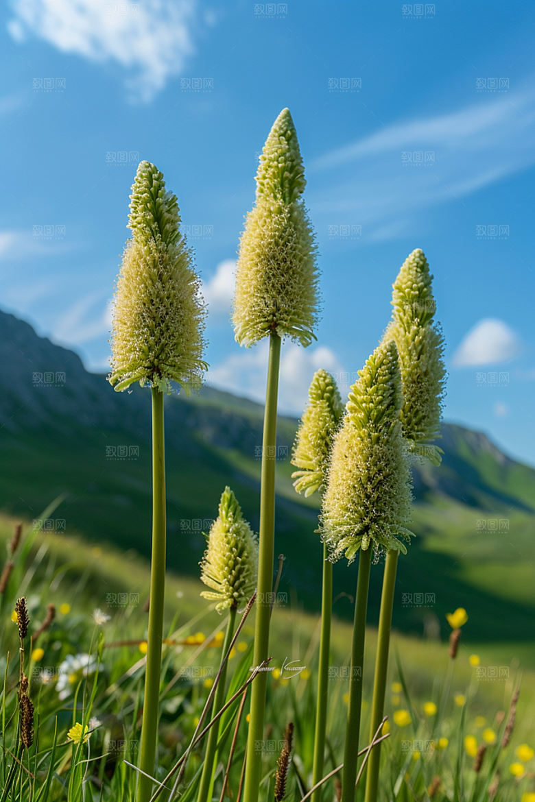 狗尾巴草草地草场摄影图