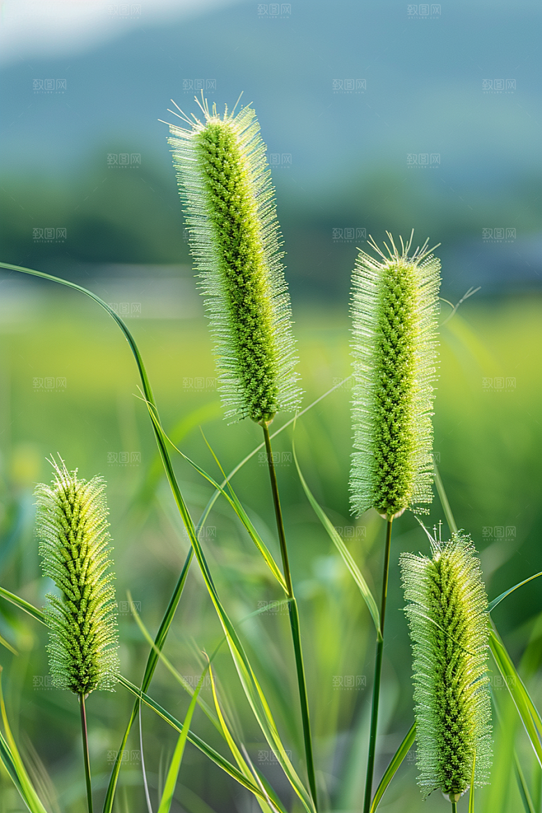 狗尾巴草青草夏天摄影图