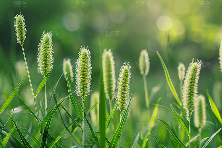 狗尾巴草夏天蓝天白玉摄影图