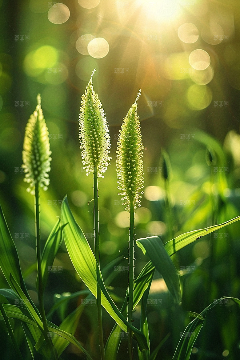 狗尾巴草草原夏天摄影图