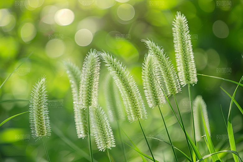 狗尾巴草夏季草场摄影图