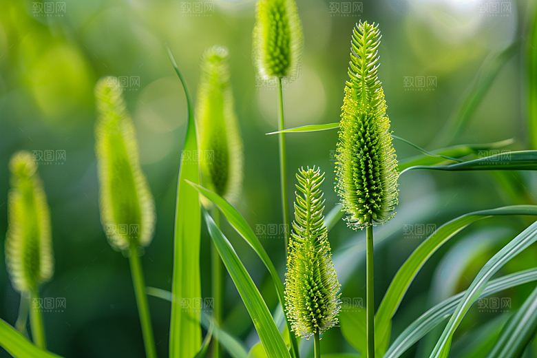 狗尾巴草夏季自然摄影图