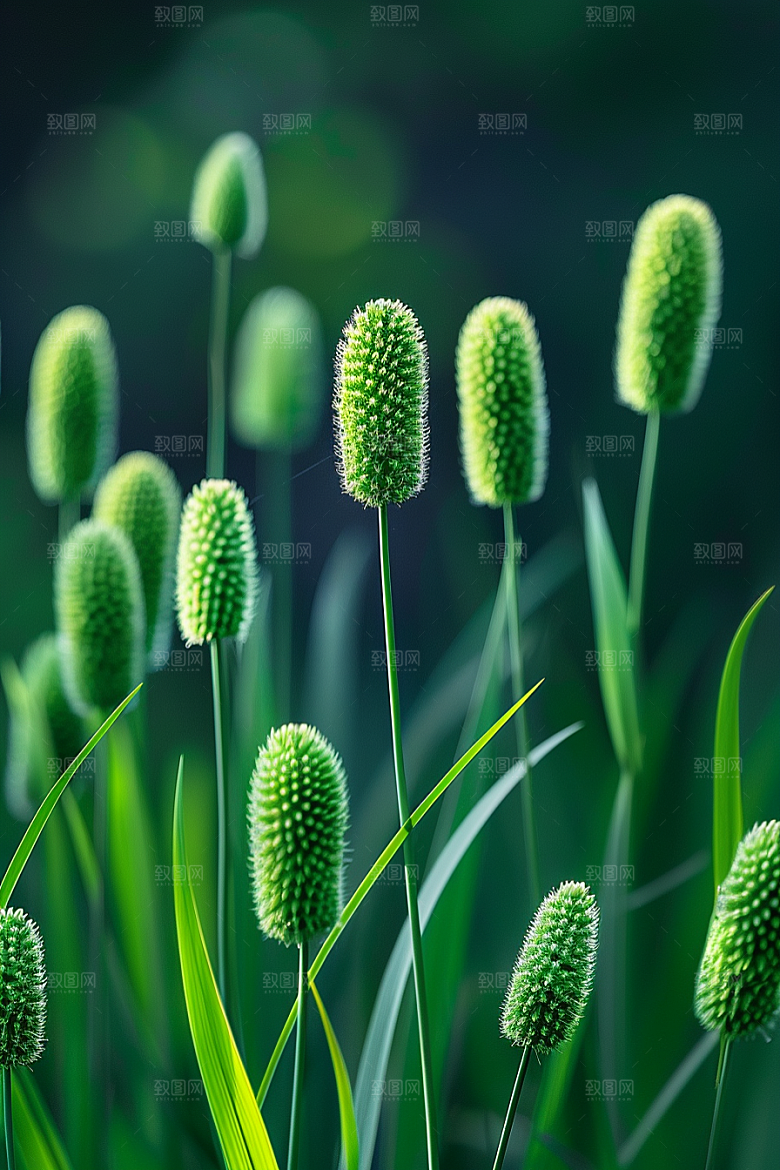 狗尾巴草夏季绿色摄影图