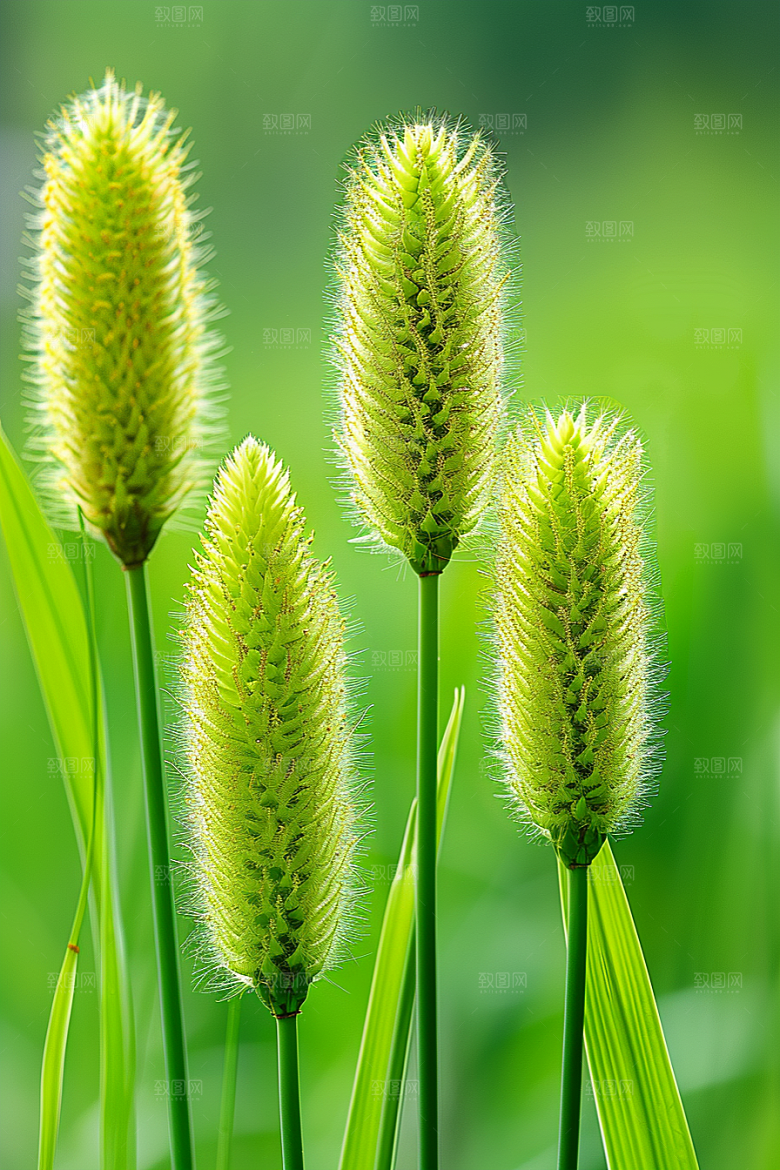 狗尾巴草草地草场摄影图