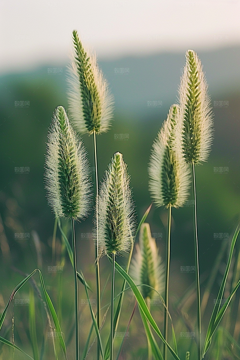 狗尾巴草草地清新摄影图