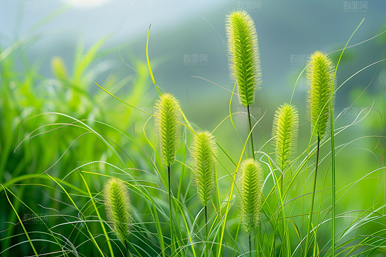 狗尾巴草草地绿色摄影图