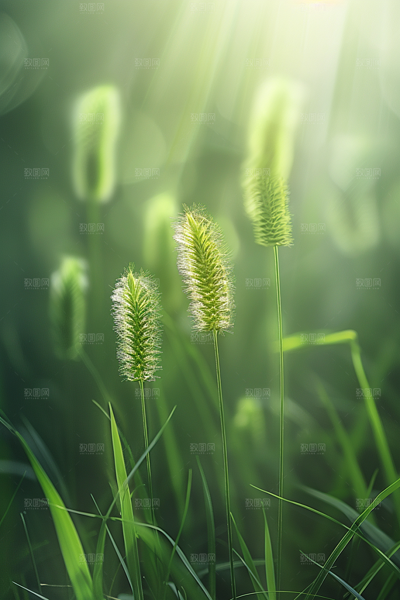 狗尾巴草夏天草场摄影图