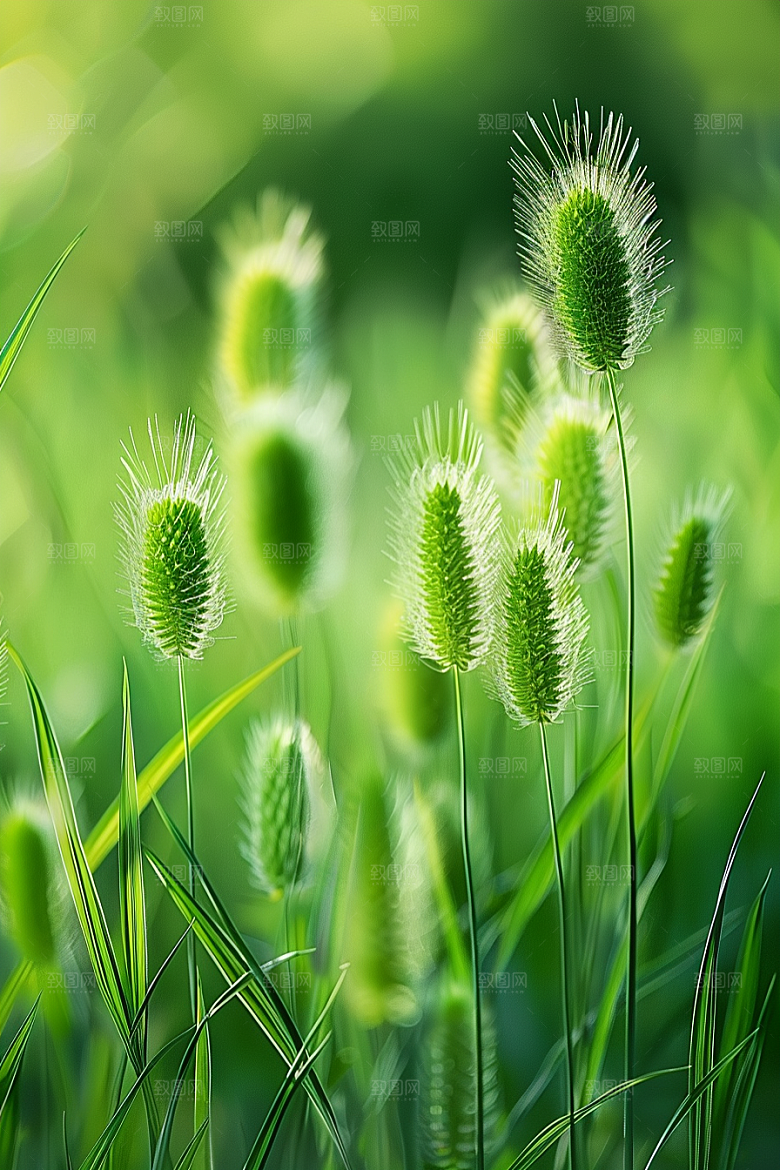 狗尾巴草高清自然摄影图