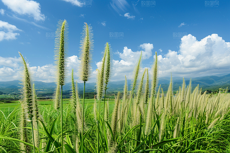 狗尾巴草草场清新摄影图