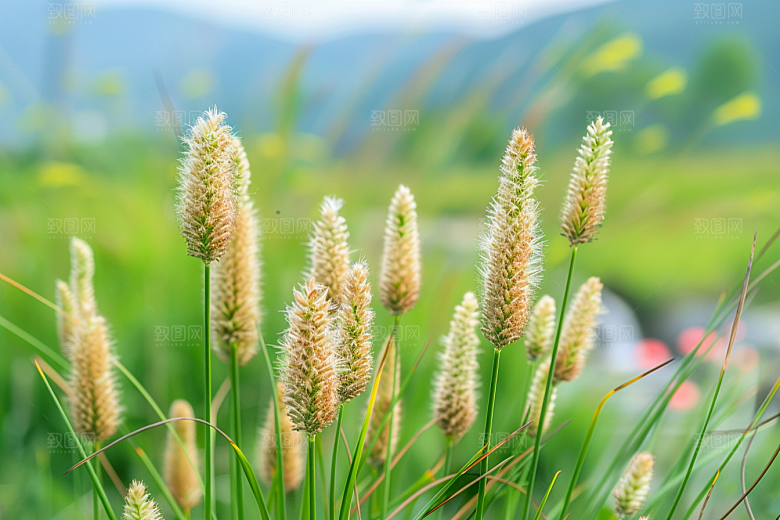 狗尾巴草蓝天白玉绿草摄影图