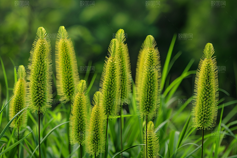 狗尾巴草广阔草地摄影图