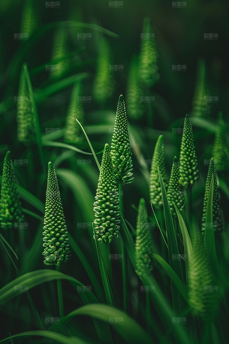 狗尾巴草绿草青草摄影图