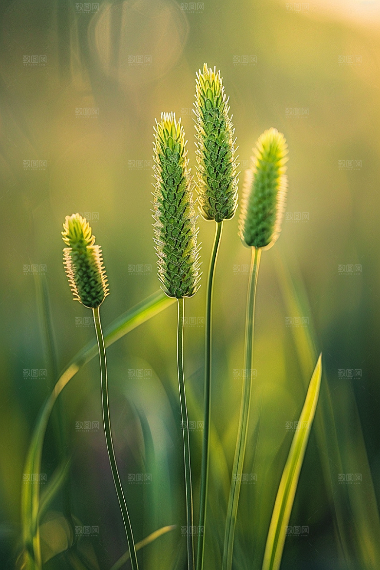 狗尾巴草草地夏季摄影图