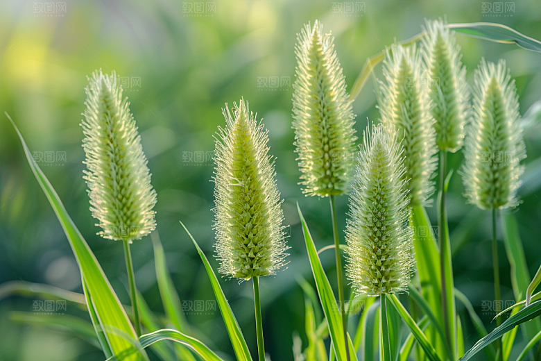 狗尾巴草夏季草地摄影图