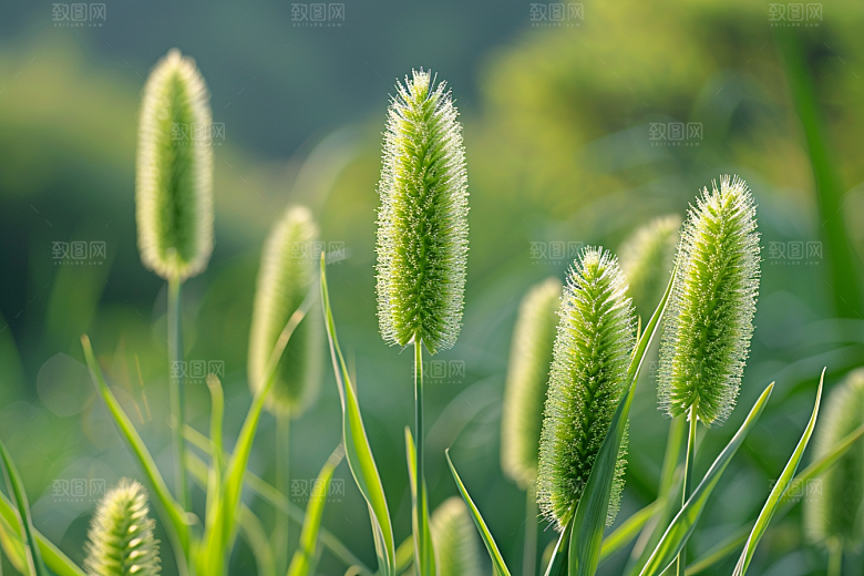 狗尾巴草广阔夏季摄影图